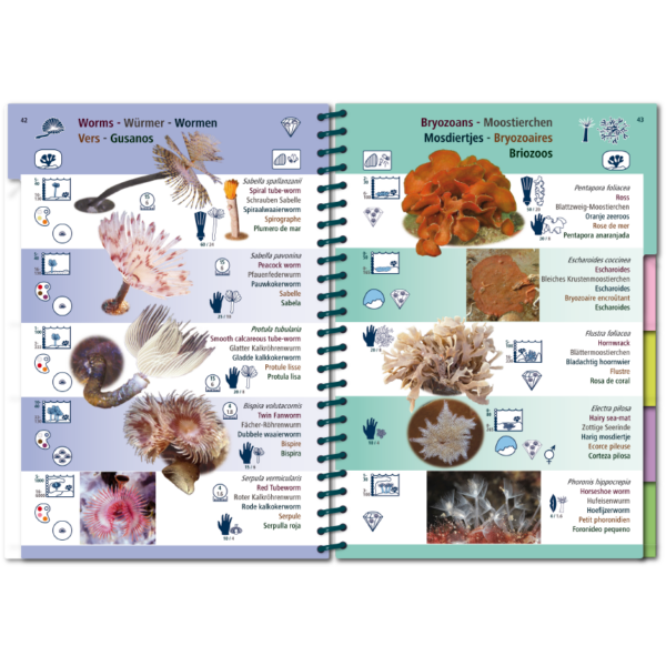 Marine Pictolife: Oost Atlantische