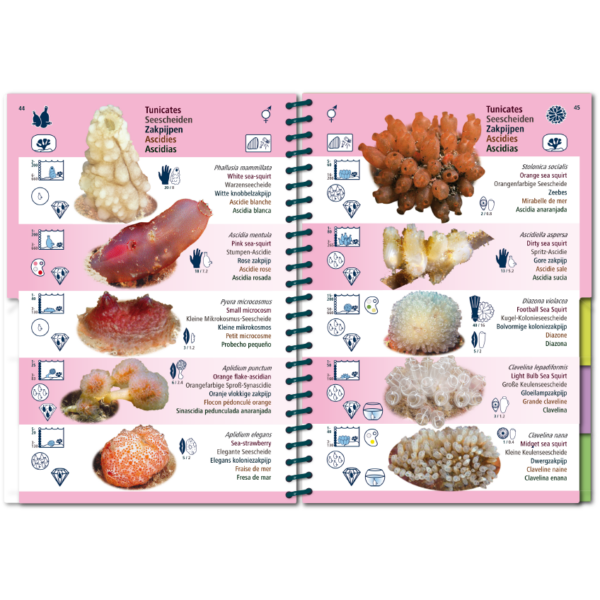 Marine Pictolife: Oost Atlantische