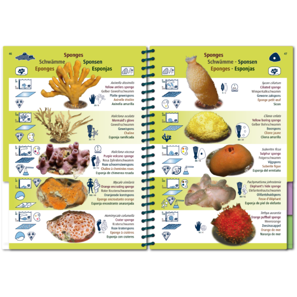 Marine Pictolife: Oost Atlantische