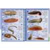 Marine Pictolife: Zoetwater West-Europa