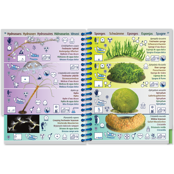 Marine Pictolife: Zoetwater West-Europa
