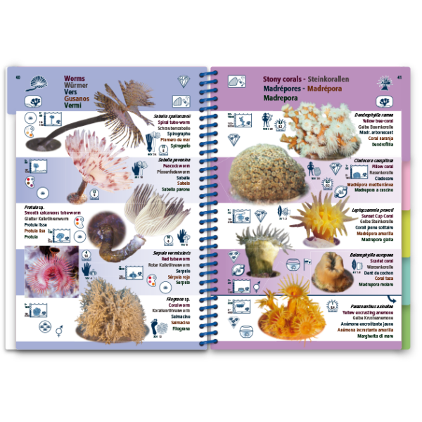 Med-12-Copy-Copy Marine Pictolife: Middellandse zee