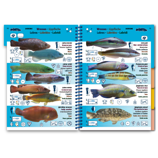 Med-6 Marine Pictolife: Middellandse zee