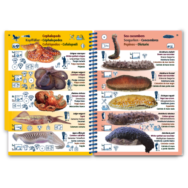 Med-9-Copy-Copy Marine Pictolife: Middellandse zee