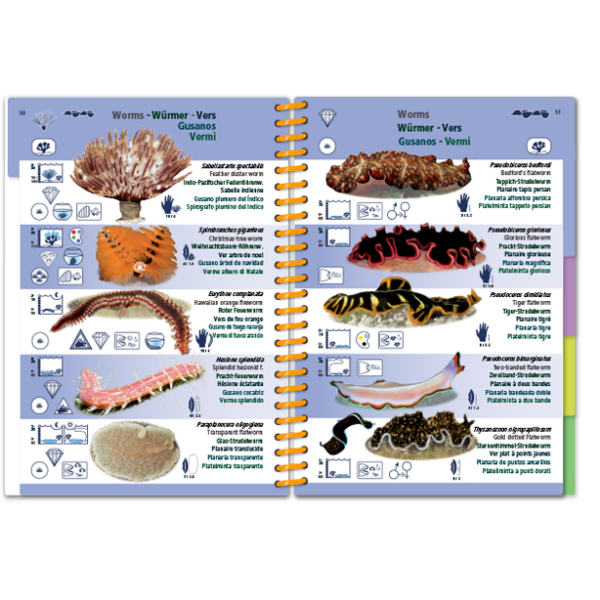 Marine Pictolife: Indische Oceaan en Rode Zee