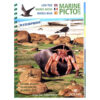 pictolife-low-tide Marine Pictolife: Low Tide