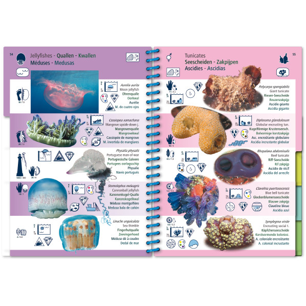 Marine Pictolife: Tropische Atlantische Oceaan